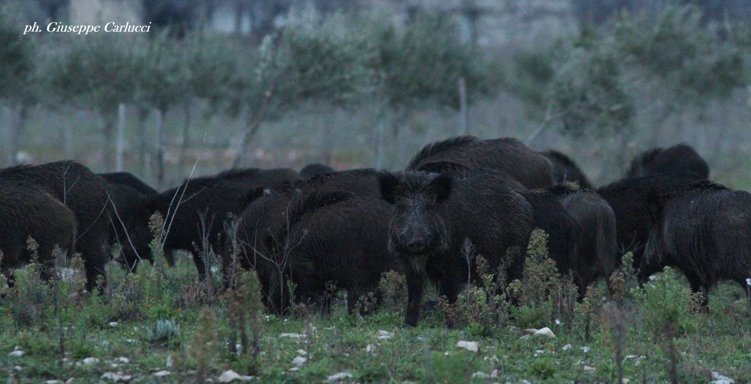 Cinghiali nel Parco Nazionale dell'Alta Murgia (foto Giuseppe Carlucci)